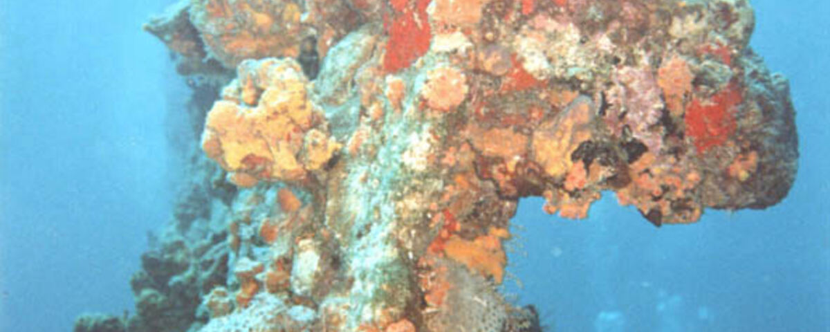 Coral-covered Alma Jane wreck with batfish, Puerto Galera, Philippines