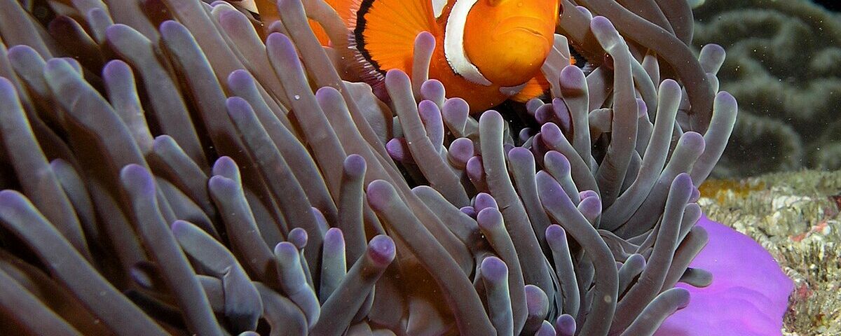 Pristine wall with sea fans at Amos Rock, Tubbataha Reefs Natural Park