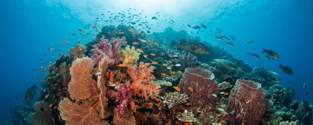 Colourful coral reef slope at Aphol's Point dive site in Anilao, Batangas, Philippines with tropical reef fish and soft corals