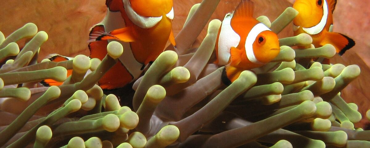 Schooling silversides under the jetty at Arborek village, Raja Ampat