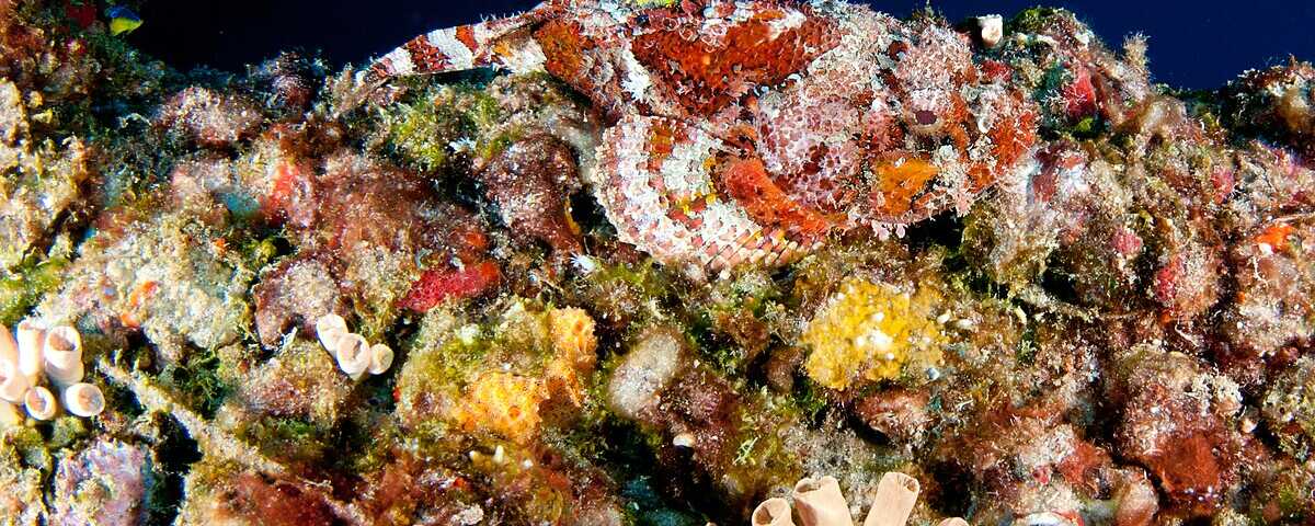 Macro critter on coral reef at Arthur's Rock dive site, Anilao, Philippines