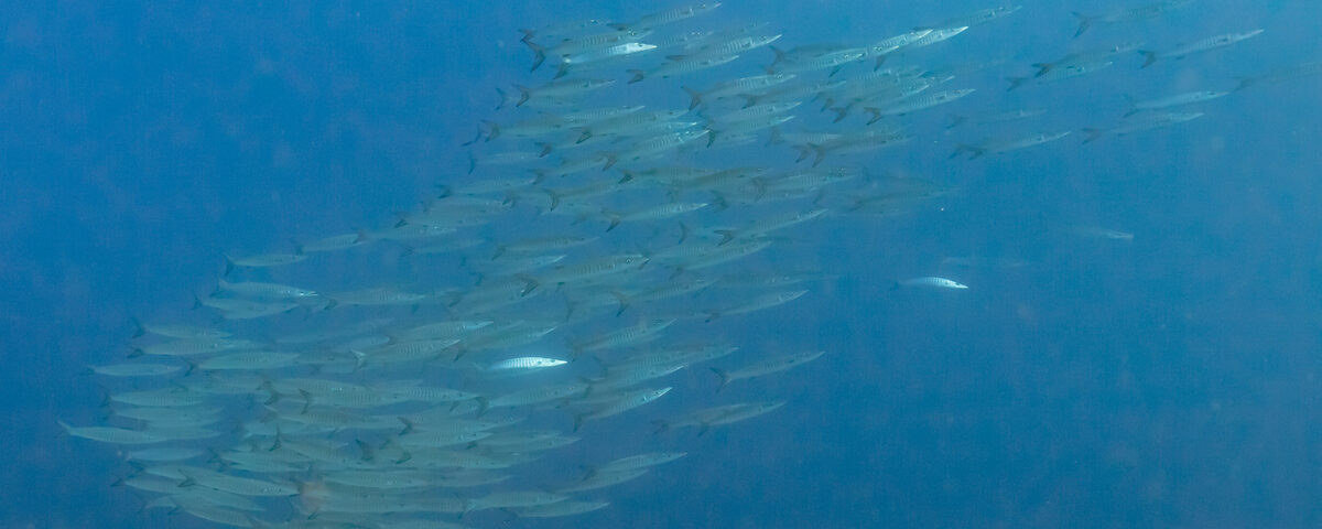Massive barracuda tornado vortex at Barracuda Point, Sipadan Island, Malaysia