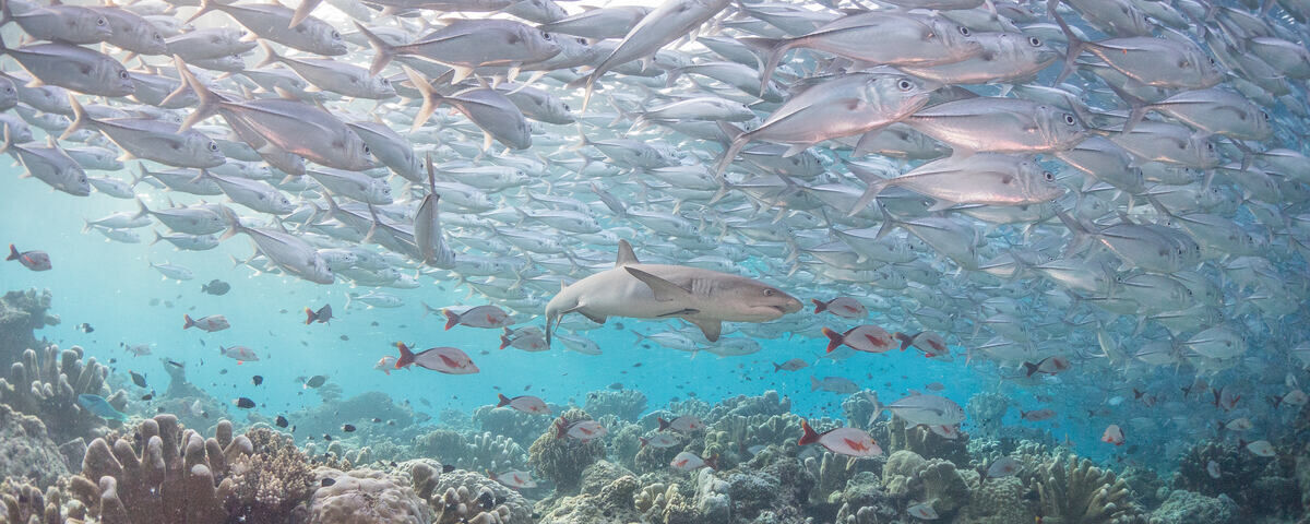 Grey reef sharks patrolling Black Rock, Tubbataha Reefs Natural Park