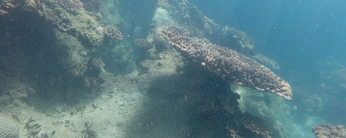 Coral growth encrusting a shipwreck structure underwater, typical of artificial reef ecosystems like the Bounty Wreck