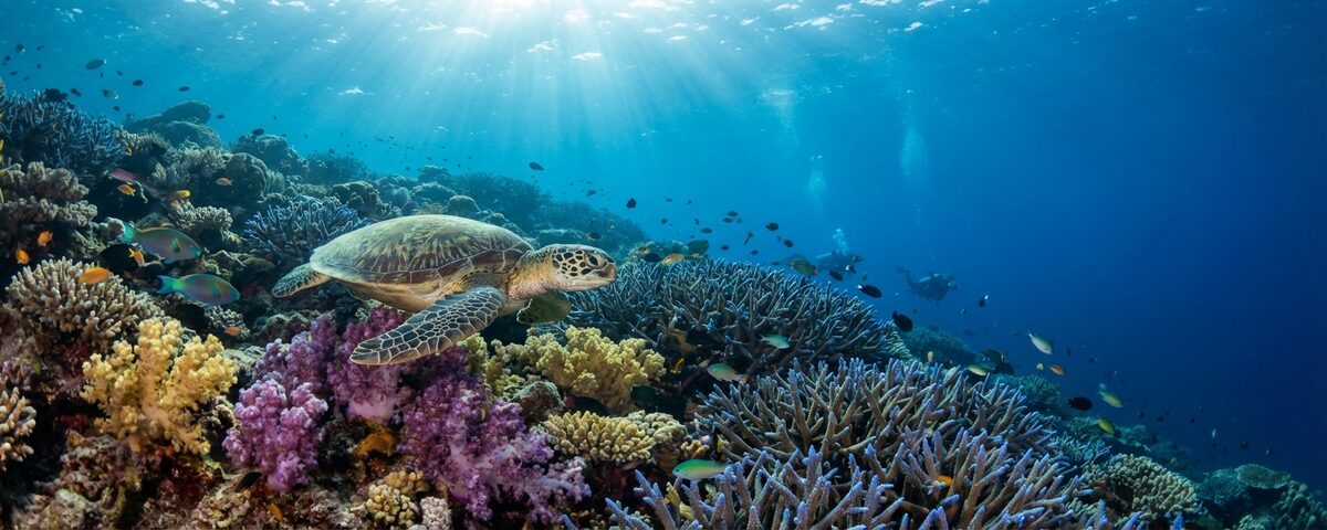 Morning sunlight illuminating a healthy coral reef slope with a green turtle at Breakfast Bend dive site in the Similan Islands, Thailand