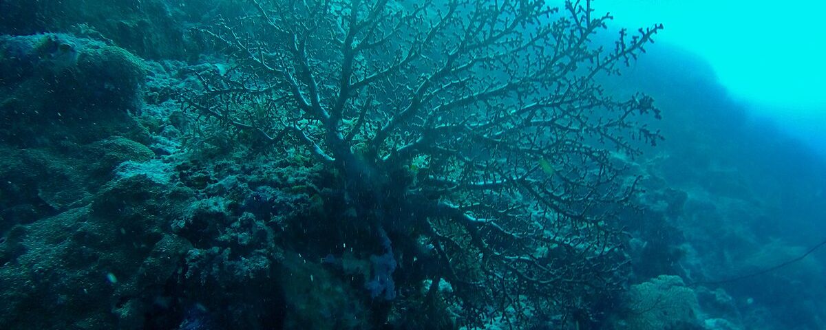 Massive school of fish at Cape Kri, Raja Ampat, Indonesia