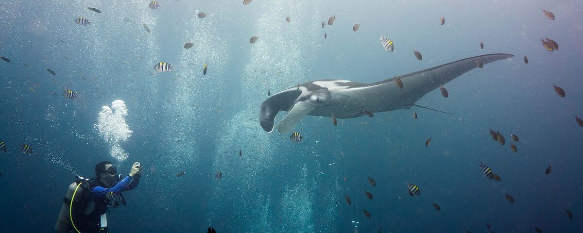 Manta ray at Cape Mansuar point, Dampier Strait, Raja Ampat