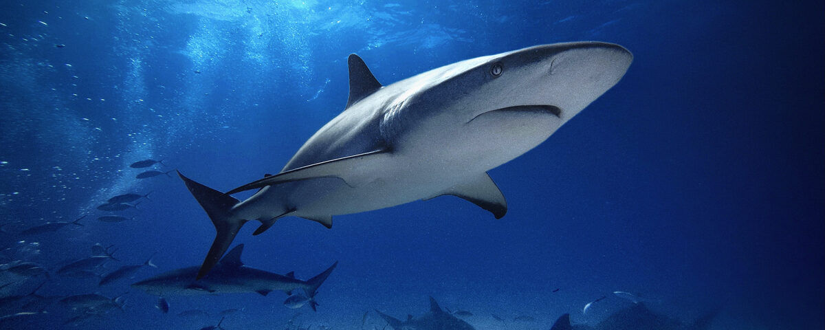 Schooling fish at Castle Rock pinnacle, Komodo National Park, Indonesia