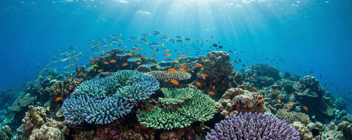 Vibrant hard coral gardens and tropical fish at Chicken Reef dive site in Raja Ampat, Indonesia