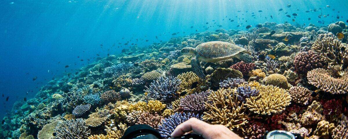 Vibrant hard coral terraces with a green turtle swimming overhead at Coral Garden dive site, Sipadan Island Malaysia