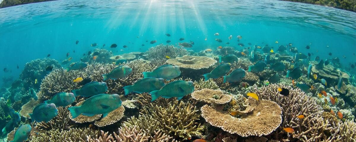 Coral reef with schooling fish at Cross Over dive site between Kri and Koh islands, Raja Ampat, Indonesia