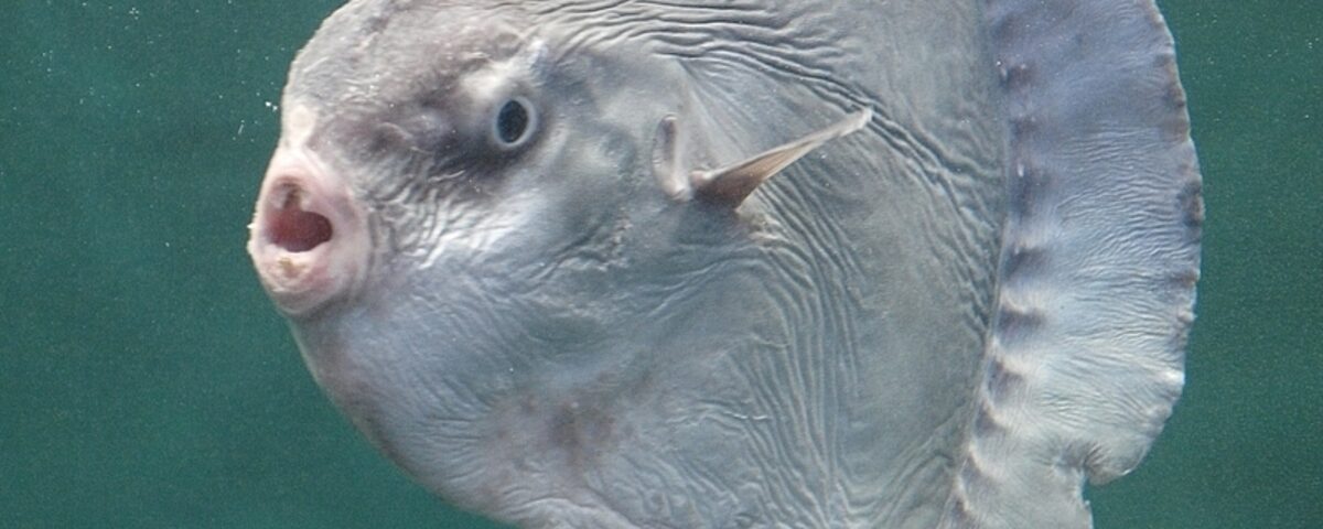 Mola mola (ocean sunfish) swimming in open blue water, the signature species at cleaning stations like Crystal Bay, Nusa Penida