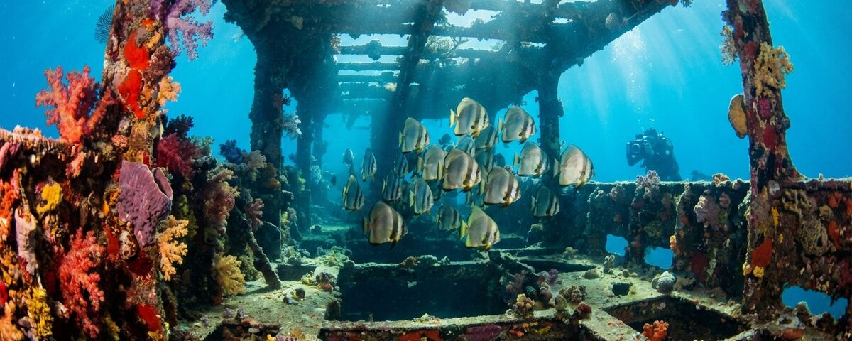 Sunken wreck structure at Dari Laut dive site encrusted with colourful corals and surrounded by batfish, Anilao Philippines