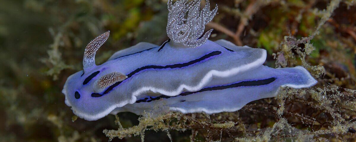 Colourful nudibranch on coral at Dead Palm dive site, Anilao, Philippines