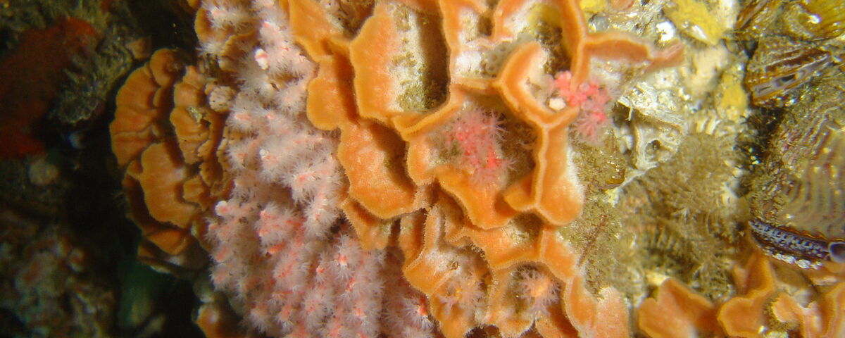 Colourful gorgonian sea fan on a coral slope at Deep Slope, Malapascua Island