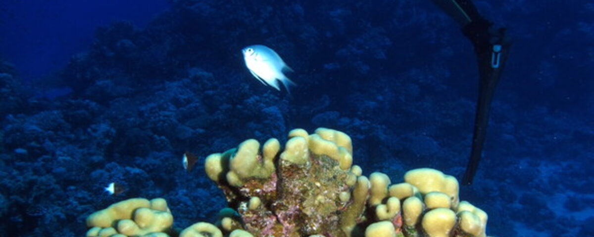 Scuba diver exploring coral formations in deep blue water, similar to the deep reef environment at Deep Turbo dive site