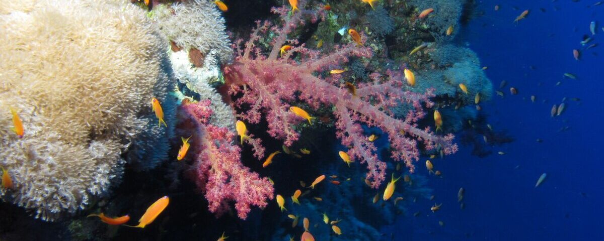 Coral wall with soft corals and reef fish at Devil's Point, Anilao, Philippines