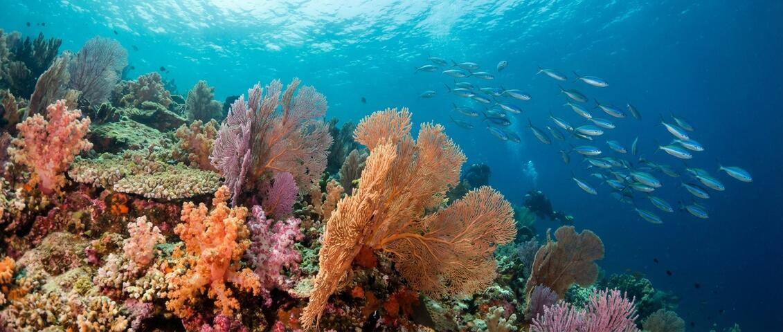 Coral reef slope at Dive 7000 house reef in Anilao, Batangas, Philippines with soft corals and tropical fish