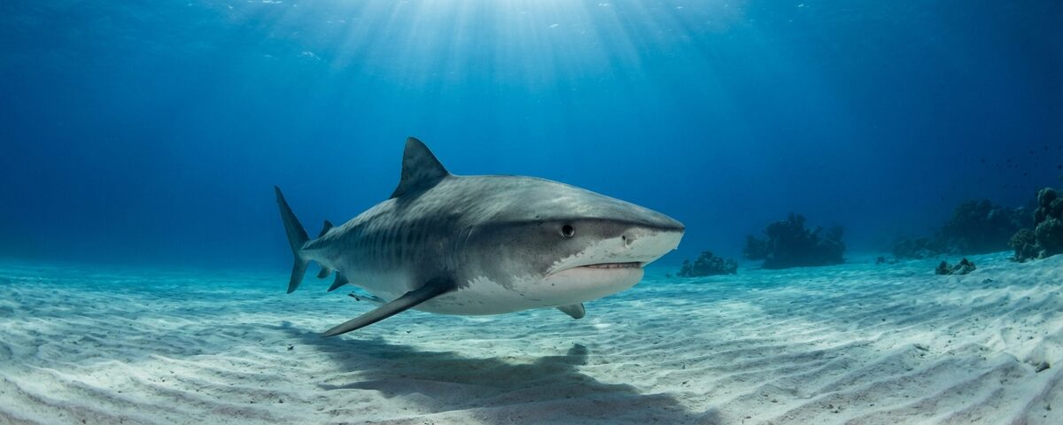 Tiger shark cruising over sandy bottom in the deep blue waters off Fuvahmulah, Maldives