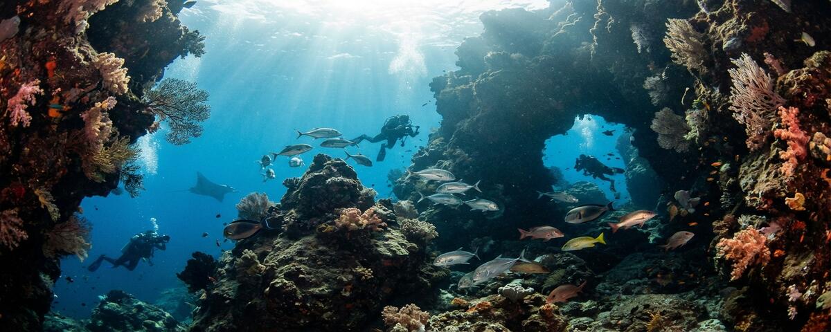 Underwater caves and walls covered in soft coral at Pillarsteen dive site in Komodo National Park