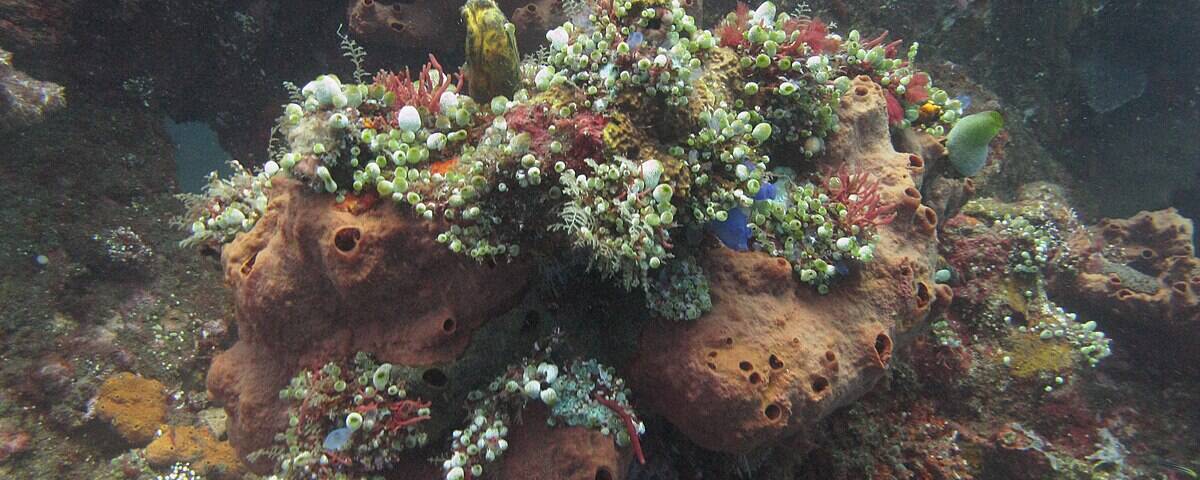 Coral-covered wreck of the Dona Marilyn ferry near Malapascua Island, Philippines