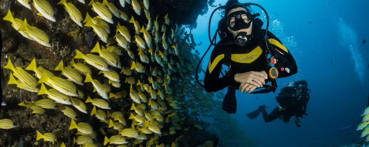 Green turtle swimming along the vertical wall at Drop Off, Sipadan Island, Malaysia