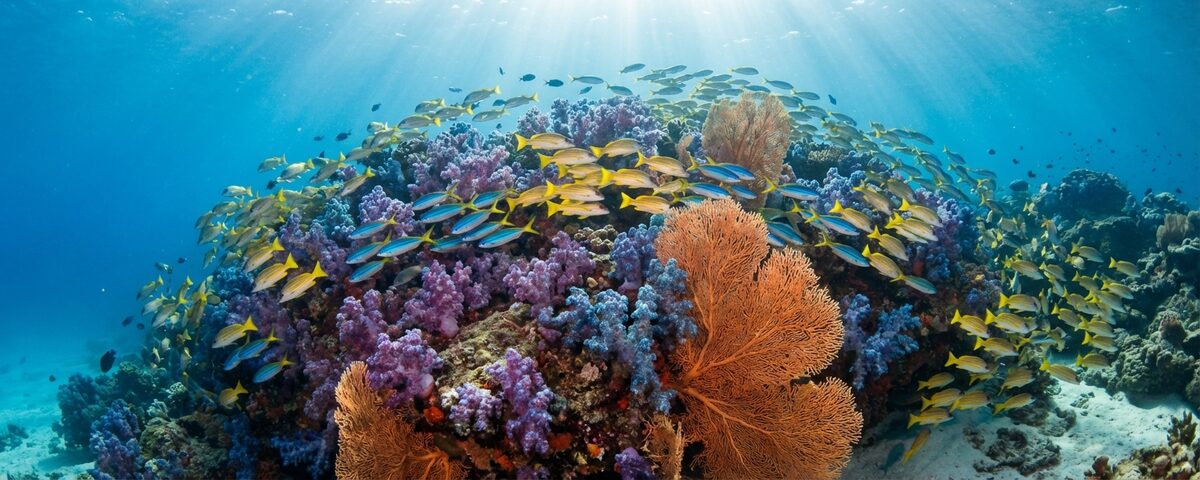 Colourful coral reef slope at East of Eden dive site in the Similan Islands Thailand with purple soft corals and tropical fish in clear blue water