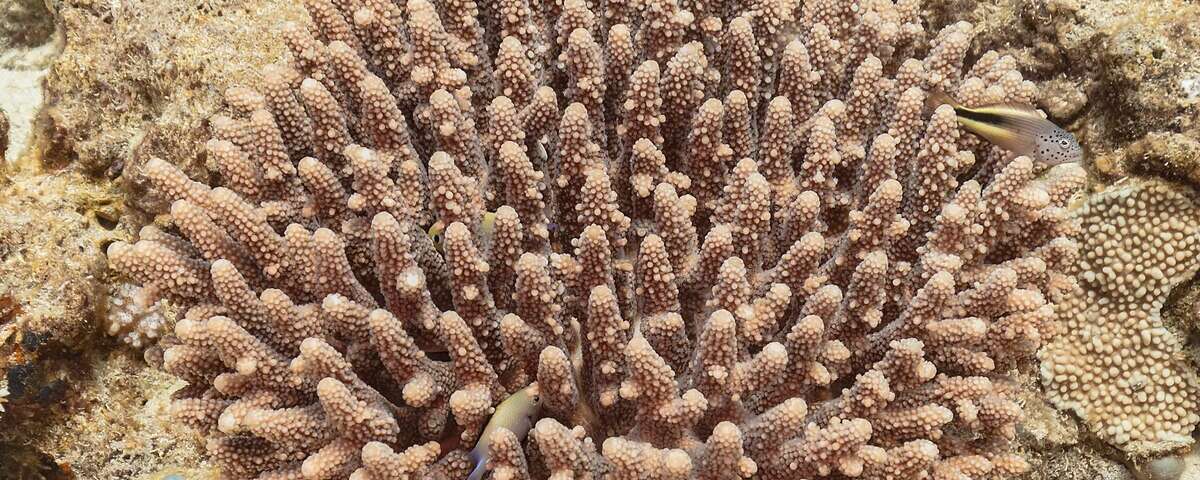 Shallow Japanese gunboat wreck with coral growth near Tangat Island, Coron