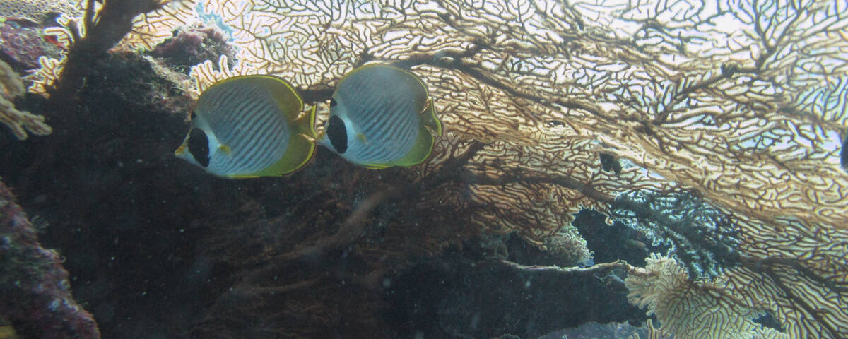WWII shipwreck encrusted with corals in Coron Bay, Philippines