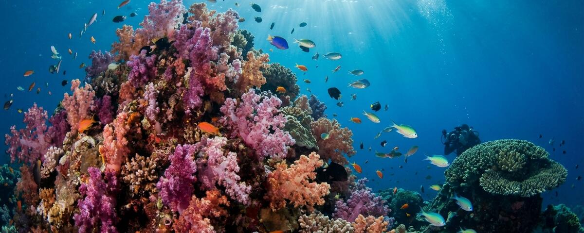 Vibrant soft coral reef at Fiabacet dive site in Raja Ampat, Indonesia