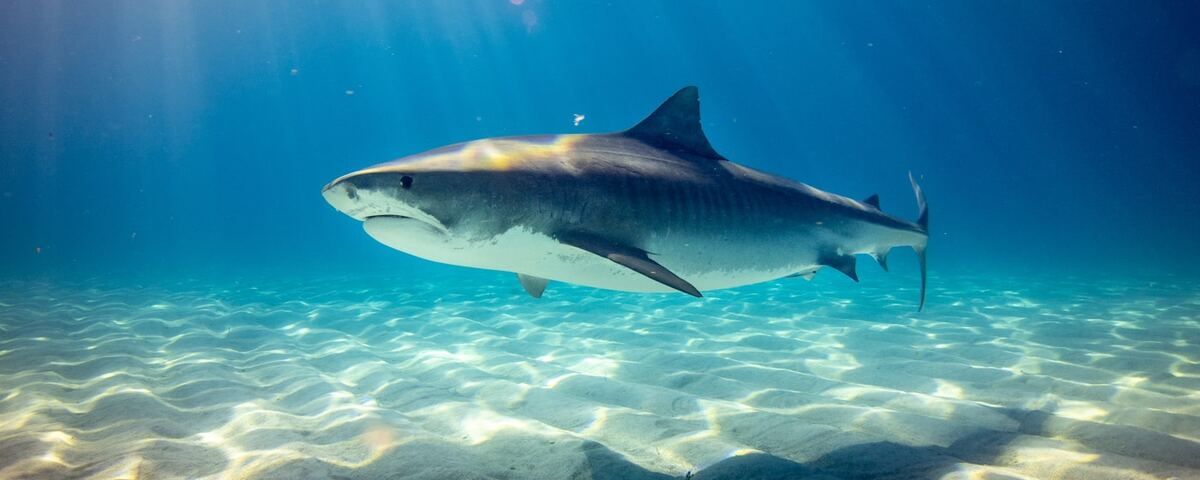 Grey reef sharks circling Fish Head thila in North Ari Atoll, Maldives