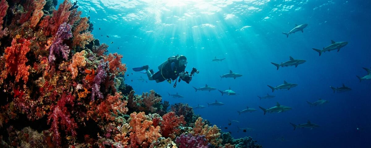 Grey reef sharks patrolling the channel mouth at Fotteyo Kandu dive site in Vaavu Atoll, Maldives