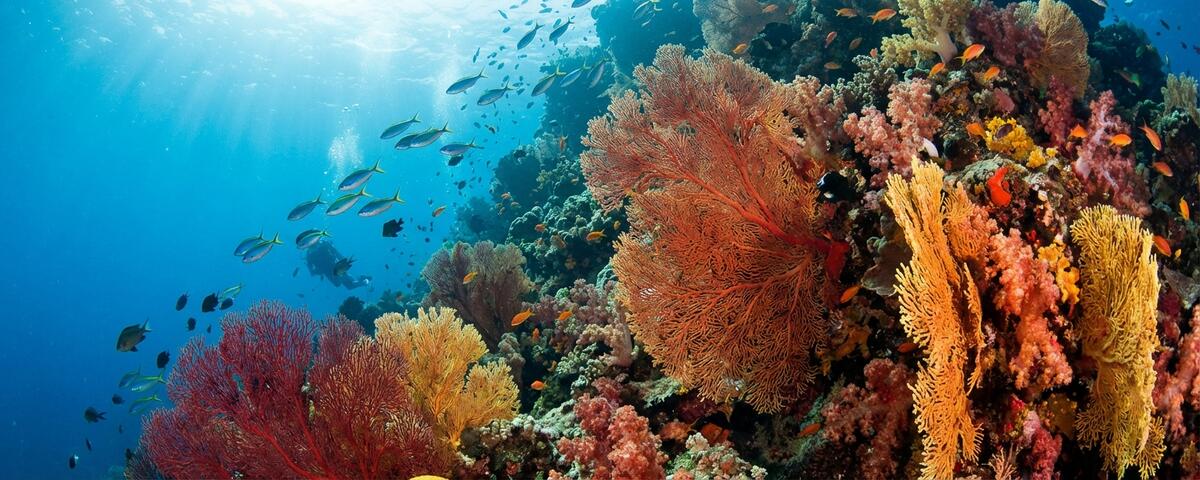 Gorgonian sea fans and soft corals covering the limestone wall at Friwenbonda dive site in Raja Ampat, Indonesia