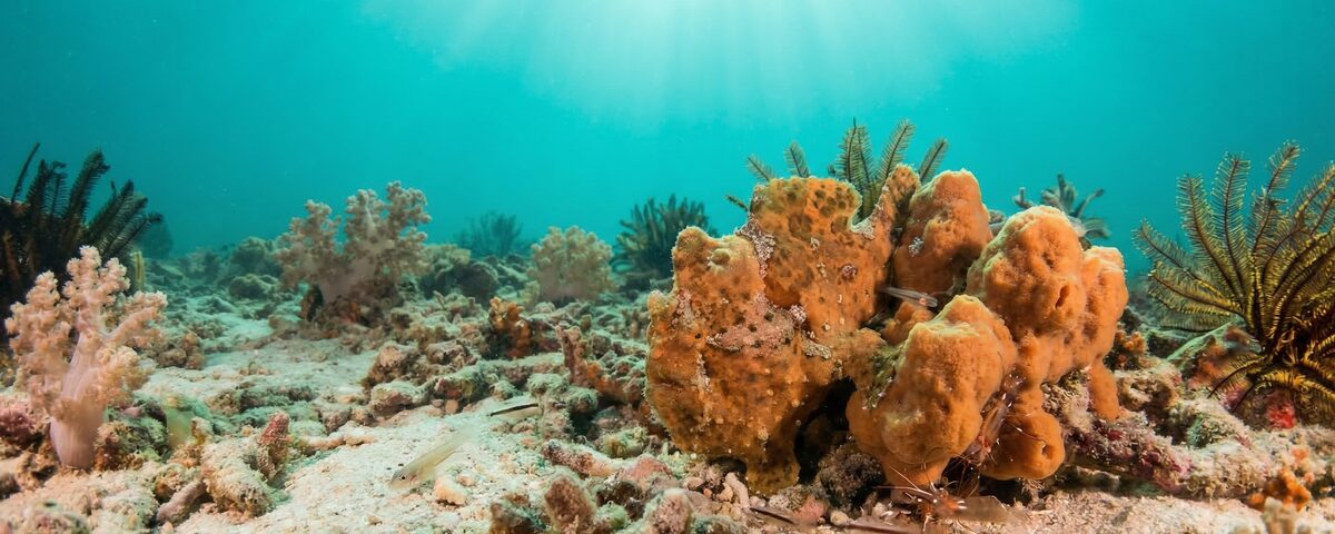 Underwater macro scene at Froggie's Lair muck diving site on Mabul Island showing coral rubble and critter-rich sandy reef slope