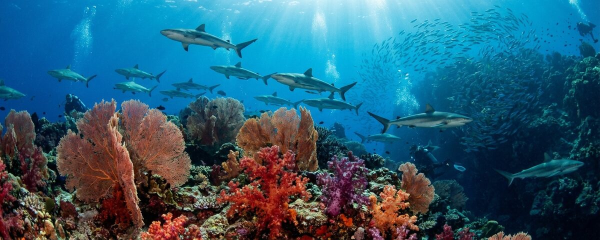 Grey reef sharks swimming above gorgonian sea fans in the channel current at Fushi Kandu dive site in Laamu Atoll, Maldives