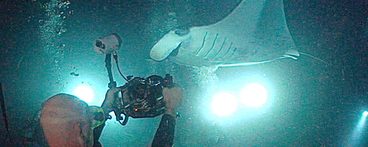 Reef manta ray at cleaning station in German Channel, Palau