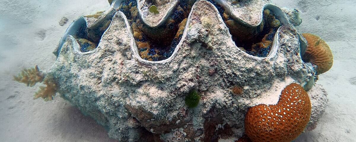 Giant tridacna clam with colourful mantle on sandy bottom at Giant Clam dive site, Puerto Galera