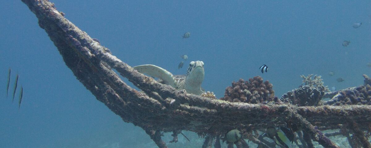 Reef scene at Gili Lawa Laut with schooling fish, Komodo National Park