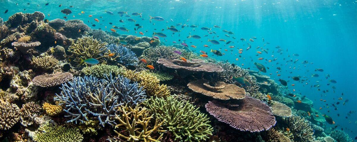 Colourful soft coral overhangs and gorgonian sea fans at Hanging Gardens dive site Sipadan Island Malaysia with blue water background