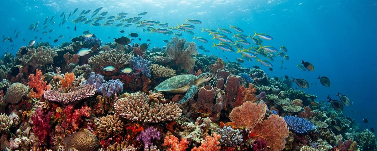 Colourful coral reef slope at Ransiwor dive site in Raja Ampat with schools of fusiliers and tropical fish