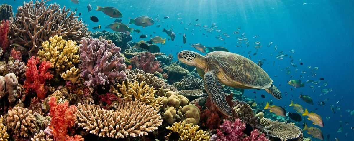 Underwater view of Sawandarek coral reef in Raja Ampat with green sea turtle swimming over colourful hard corals