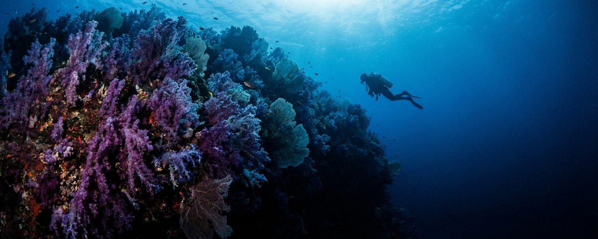 Purple soft coral covering the deep wall at Hin Muang dive site in Thailand's Andaman Sea