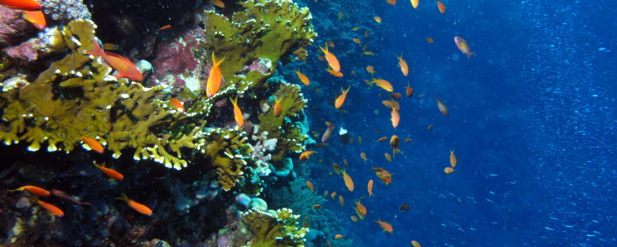 Diver at the natural tunnel entrance, Hole in the Wall, Puerto Galera