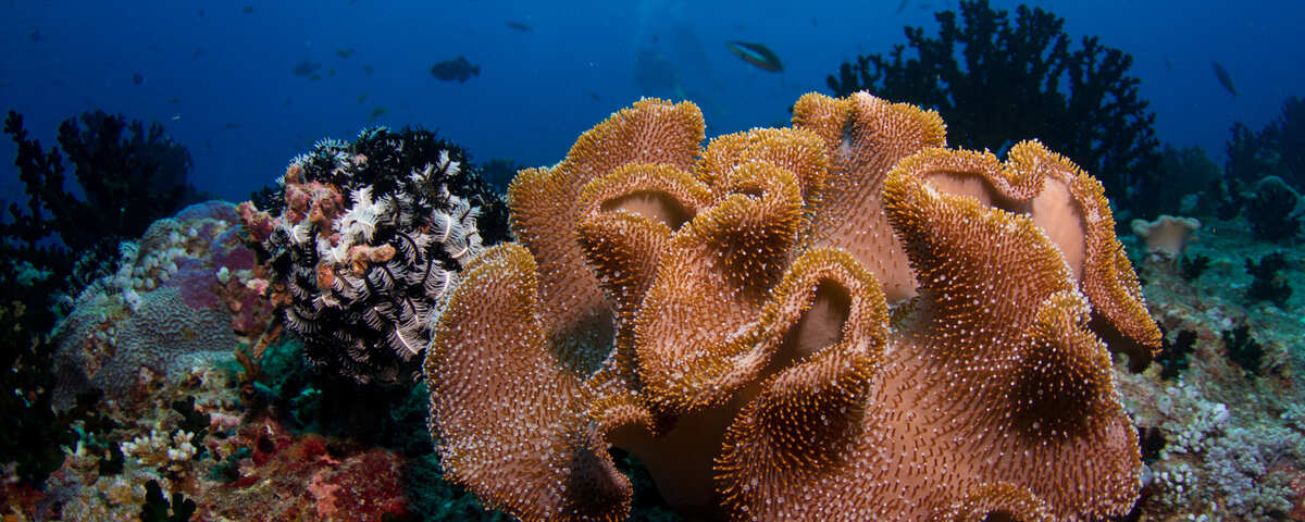 Vibrant soft coral overhang with sweetlips at HP Reef, North Male Atoll, Maldives