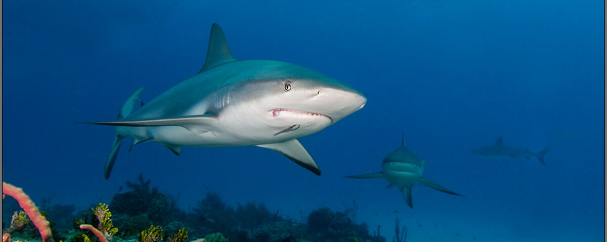 Coral reef and blue water at Jessie Beazley Reef, Tubbataha, Philippines