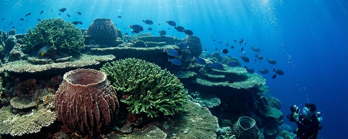 Terraced coral reef ledges at Kilima Steps dive site in Puerto Galera with barrel sponges and schools of blue tang surgeonfish