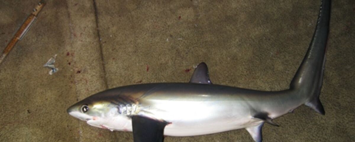 Reef edge with schooling fish at Kimud Shoal, Malapascua, Philippines