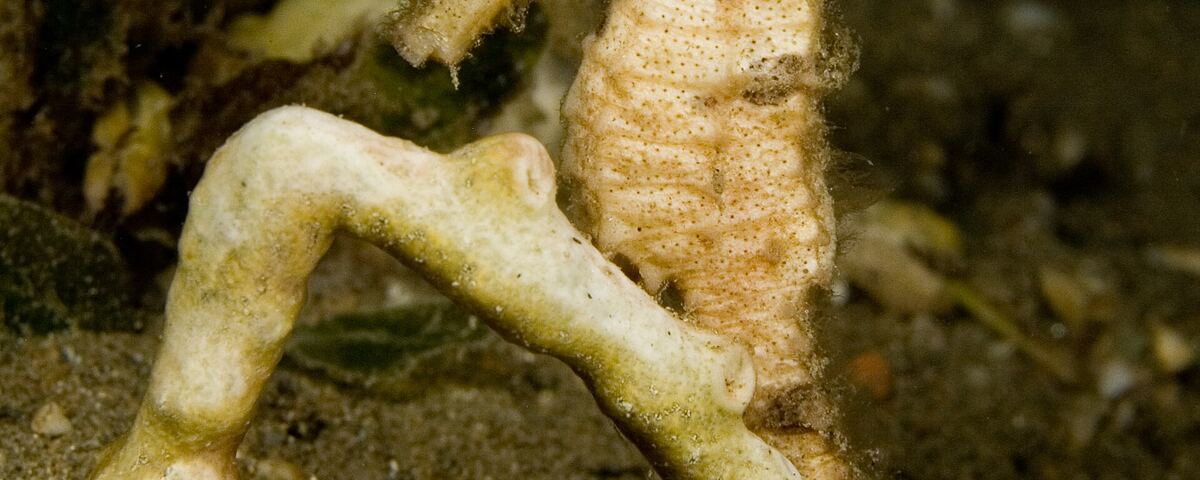 Macro marine life at Kirby's Rock dive site, Anilao, Philippines