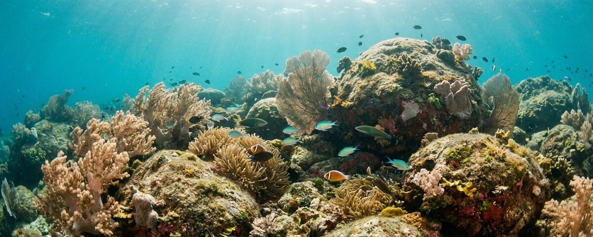 Soft corals and large boulders covered in marine growth on the gentle slope of Koala Reef dive site in Anilao, Batangas, Philippines