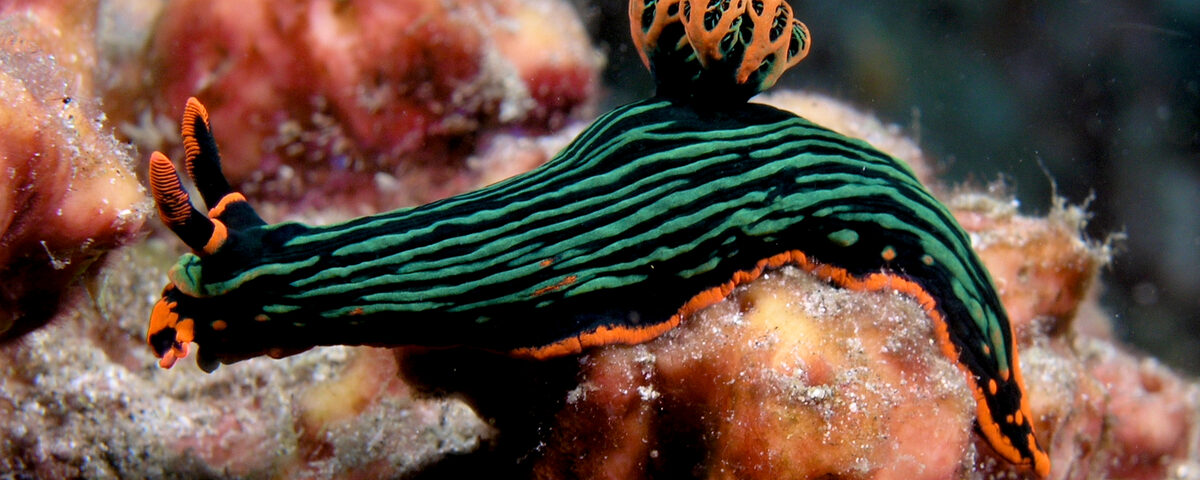 Colourful Nembrotha nudibranch on coral reef, representative of the diverse macro subjects found along Kubu's gentle reef slopes in East Bali